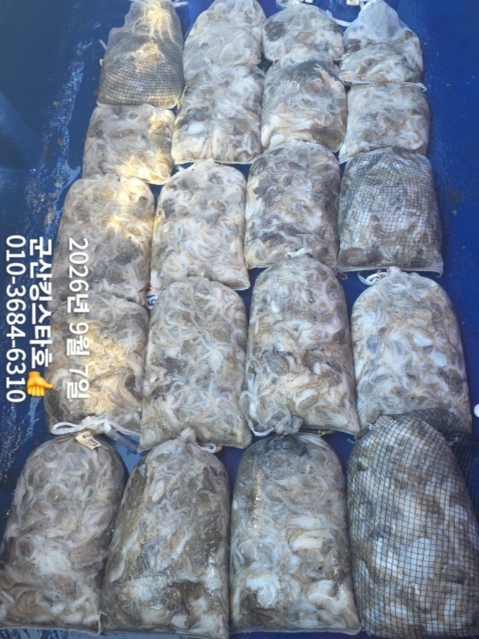 9월 7일 군산 주꾸미 선상낚시 조황 현장 사진 4