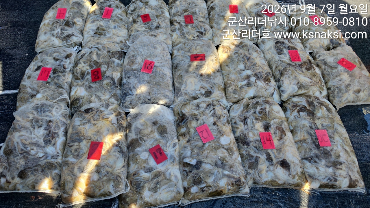9월 7일 주꾸미 선상낚시 조황 현장 사진 4