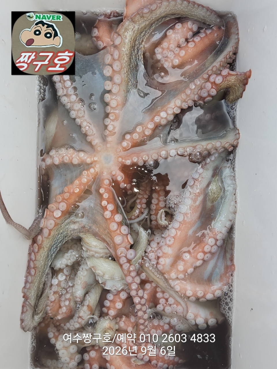 9월 6일 여수 문어 선상낚시 조황 현장 사진 5