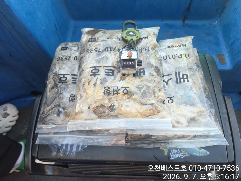 9월 7일 갑오징어 선상낚시 조황 현장 사진 9