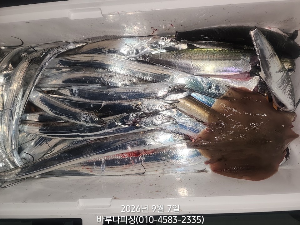 9월 6일 갈치 선상낚시 조황 현장 사진 6