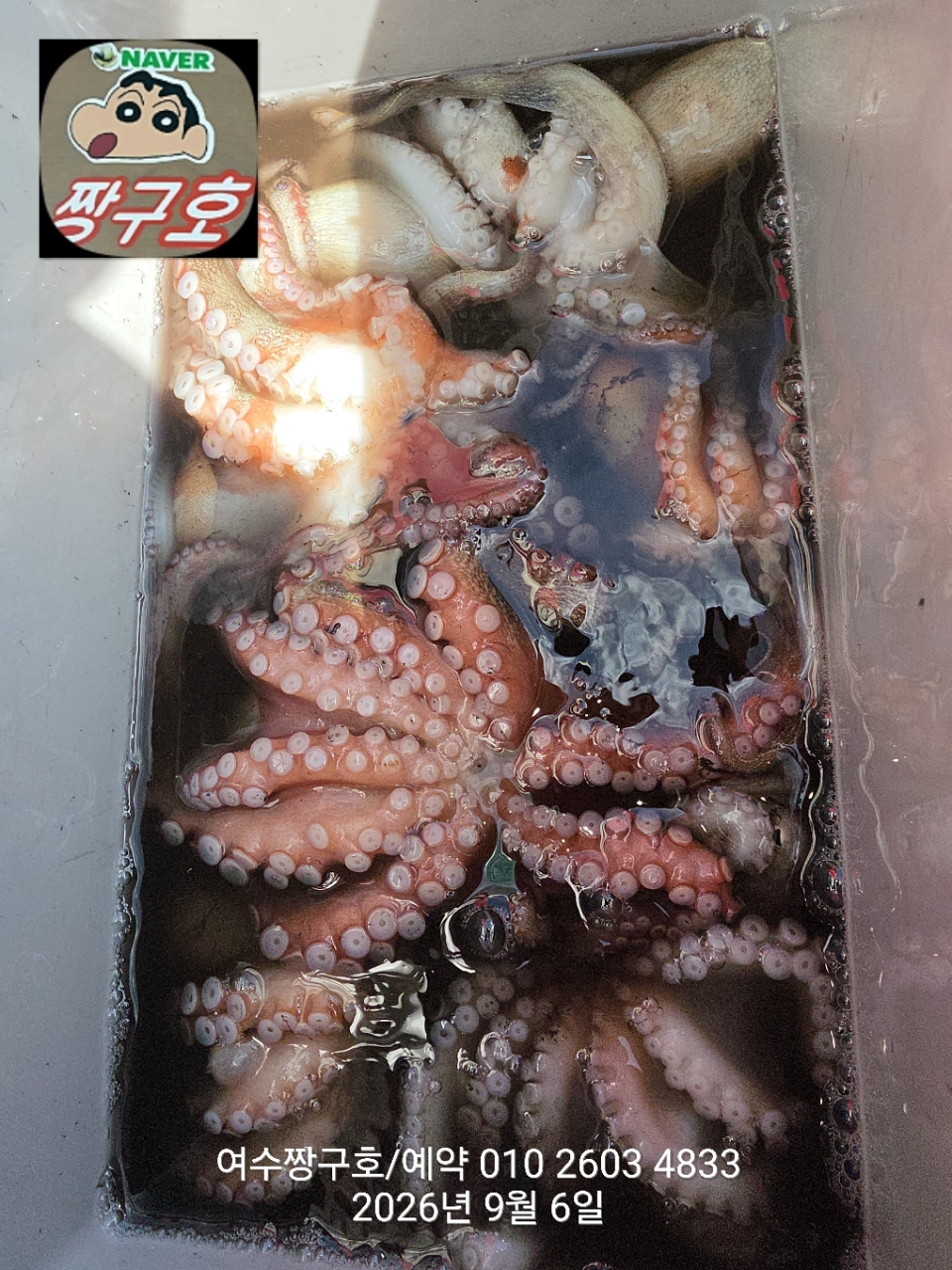 9월 6일 여수 문어 선상낚시 조황 현장 사진 19
