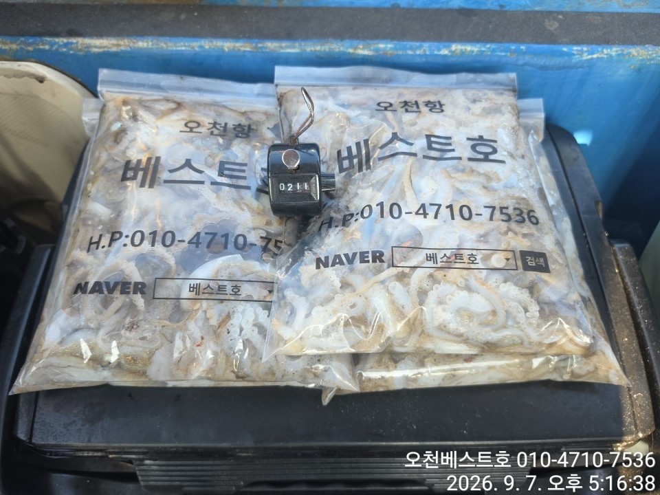9월 7일 갑오징어 선상낚시 조황 현장 사진 11