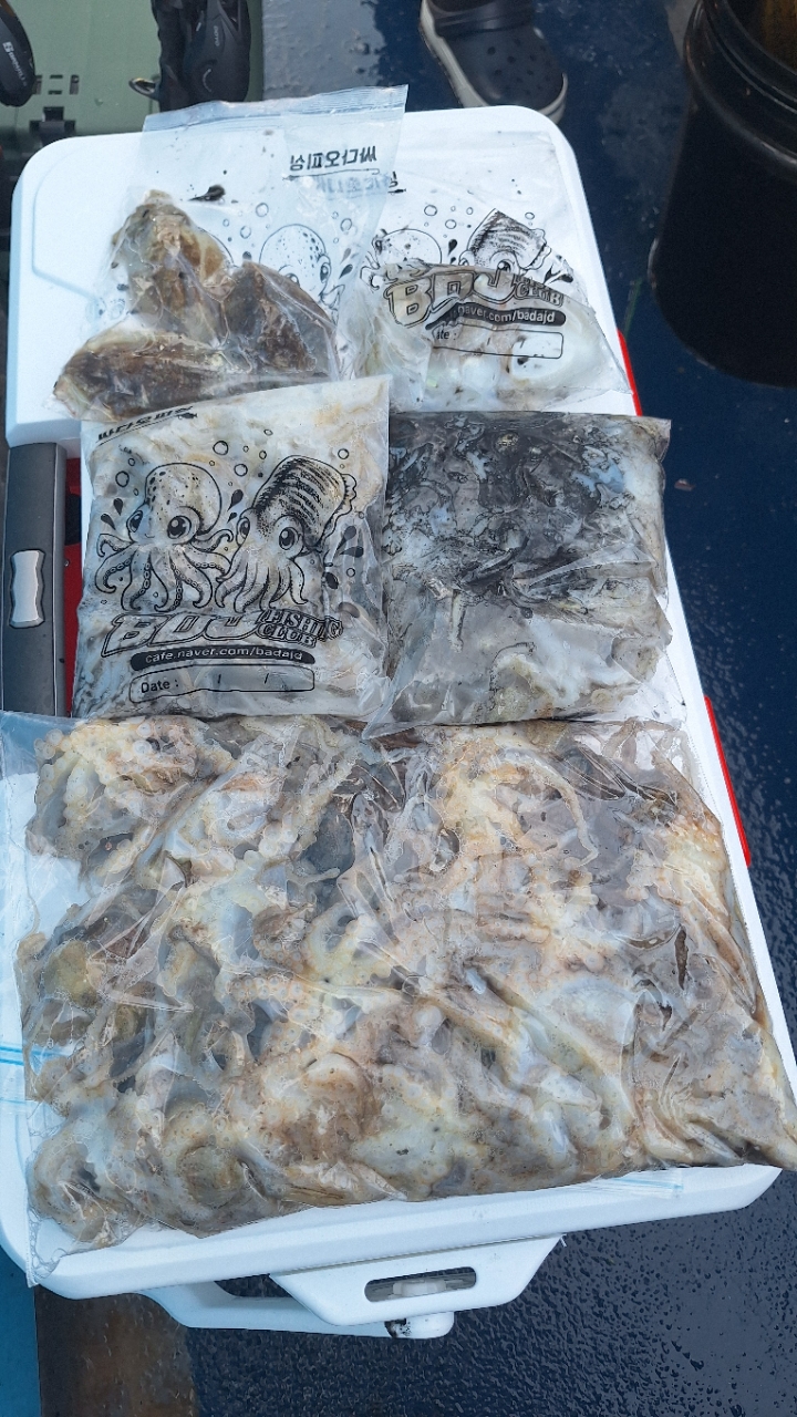 9월 7일 부산 갑오징어 선상낚시 조황 현장 사진 17
