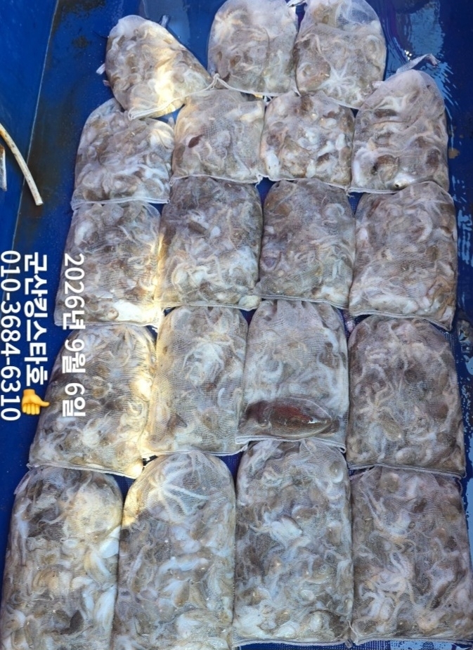 9월 8일 군산 주꾸미 선상낚시 조황 현장 사진 6