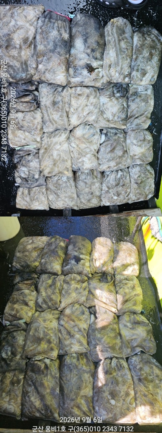 9월 9일 군산 주꾸미 선상낚시 조황 현장 사진 3