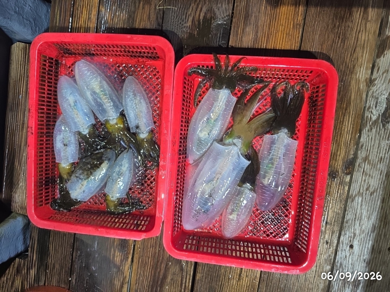 9월 7일 통영 무늬오징어 선상낚시 조황 현장 사진 16