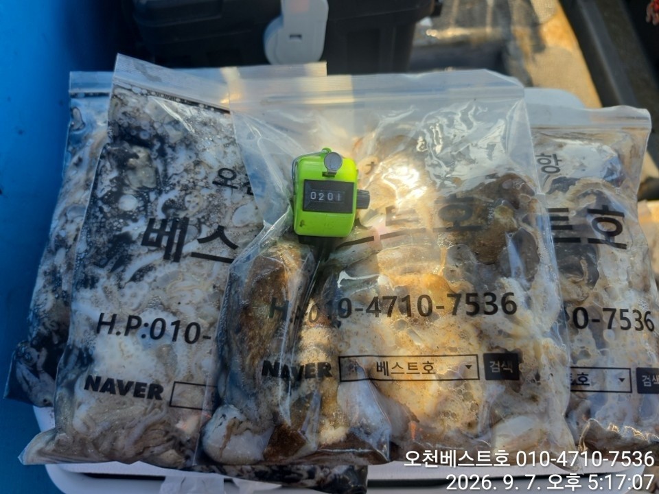 9월 7일 갑오징어 선상낚시 조황 현장 사진 13