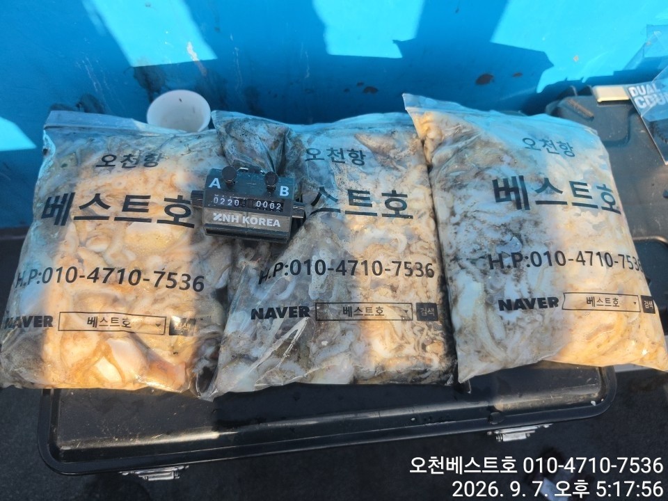9월 7일 갑오징어 선상낚시 조황 현장 사진 7