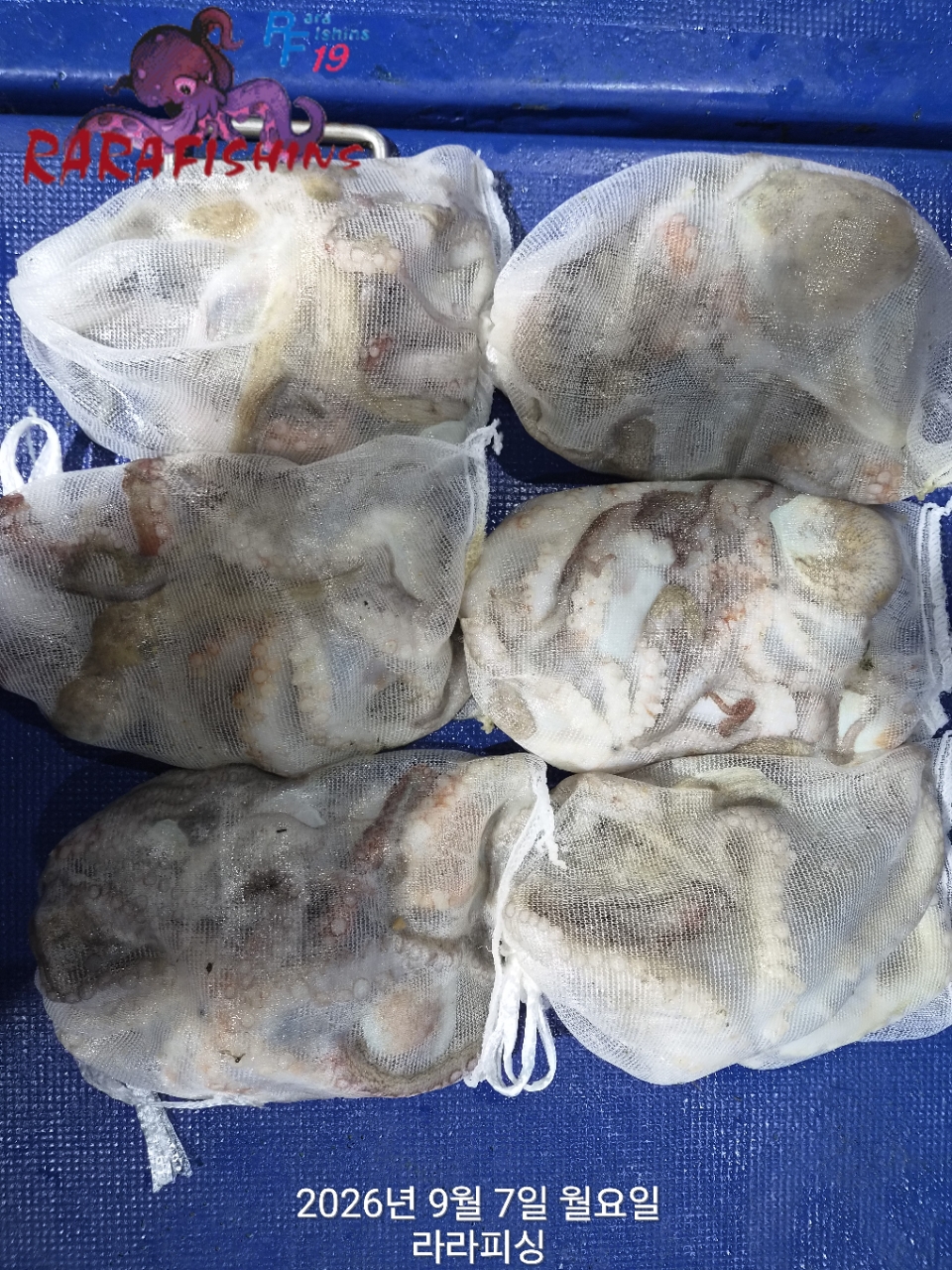 9월 7일 진해 문어 선상낚시 조황 현장 사진 11