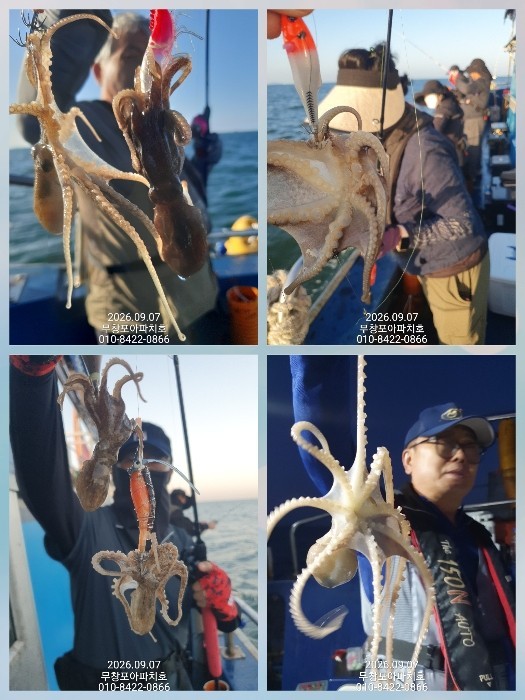 9월 7일 포항 주꾸미 선상낚시 조황 현장 사진 4