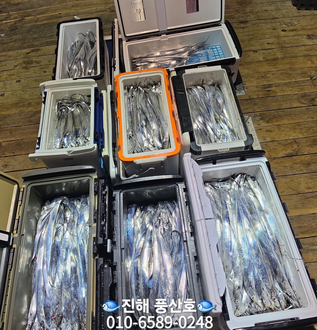 9월 6일 진해 갈치 선상낚시 조황 현장 사진 21