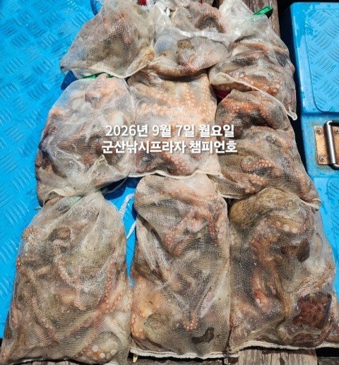 9월 7일 여수 주꾸미 선상낚시 조황 현장 사진 2