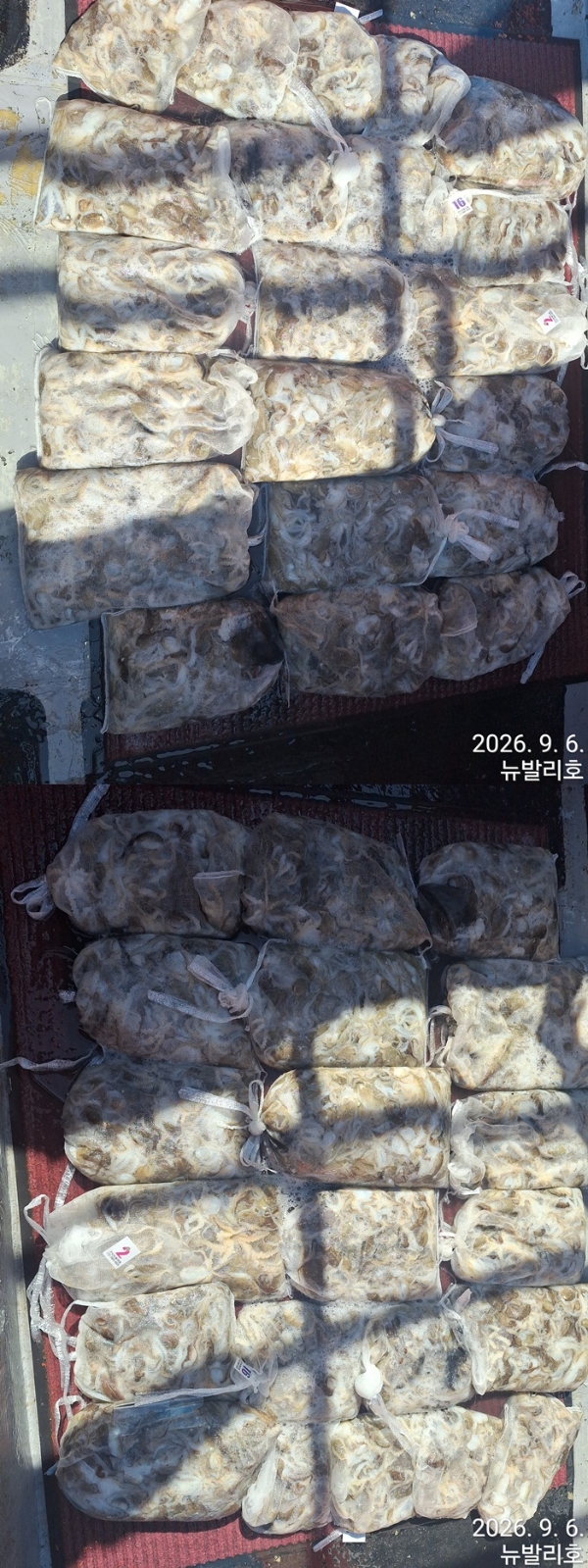 9월 7일 군산 주꾸미 선상낚시 조황 현장 사진 5