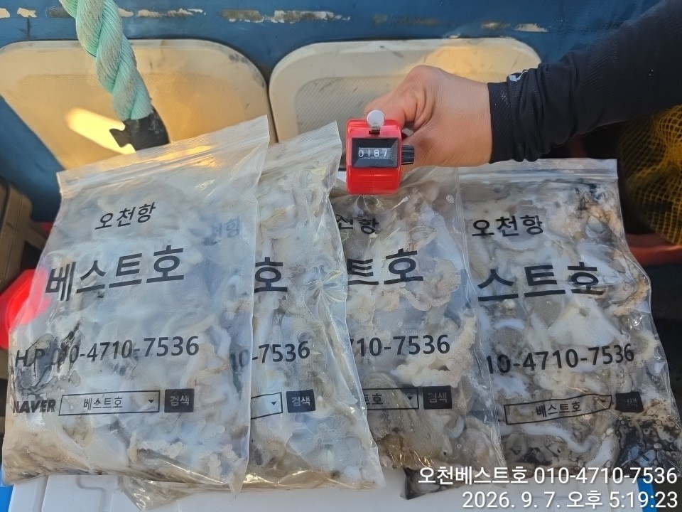 9월 7일 갑오징어 선상낚시 조황 현장 사진 18