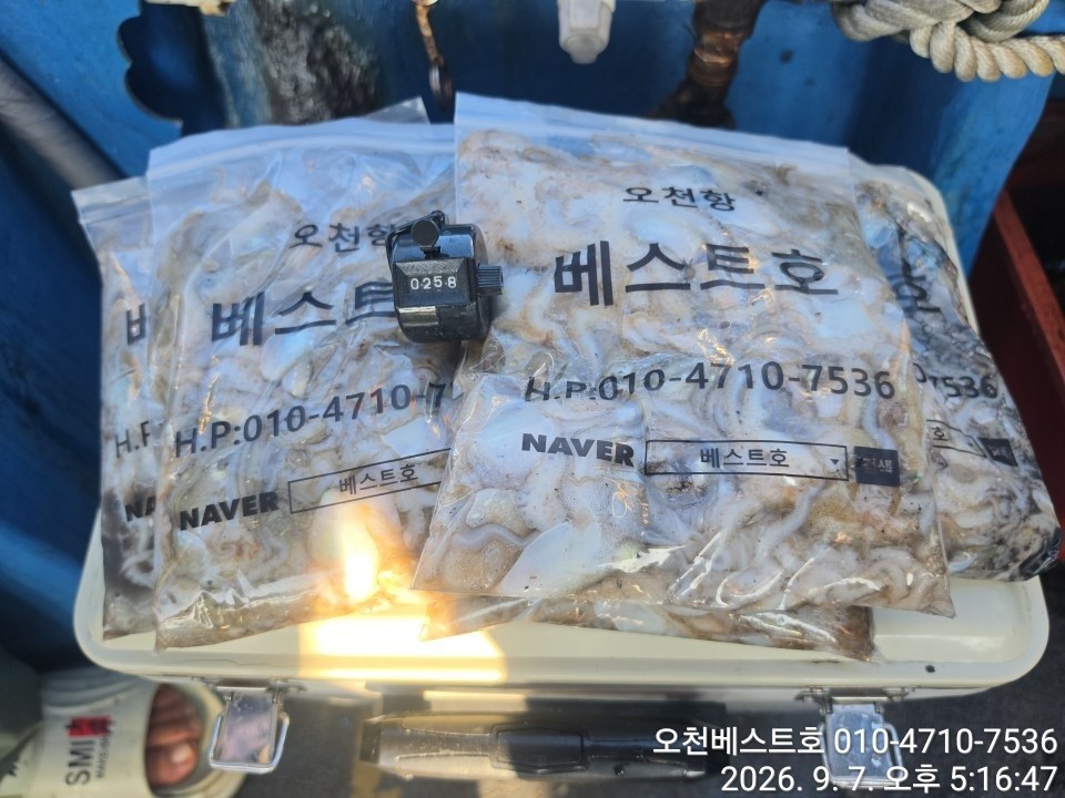 9월 7일 갑오징어 선상낚시 조황 현장 사진 3