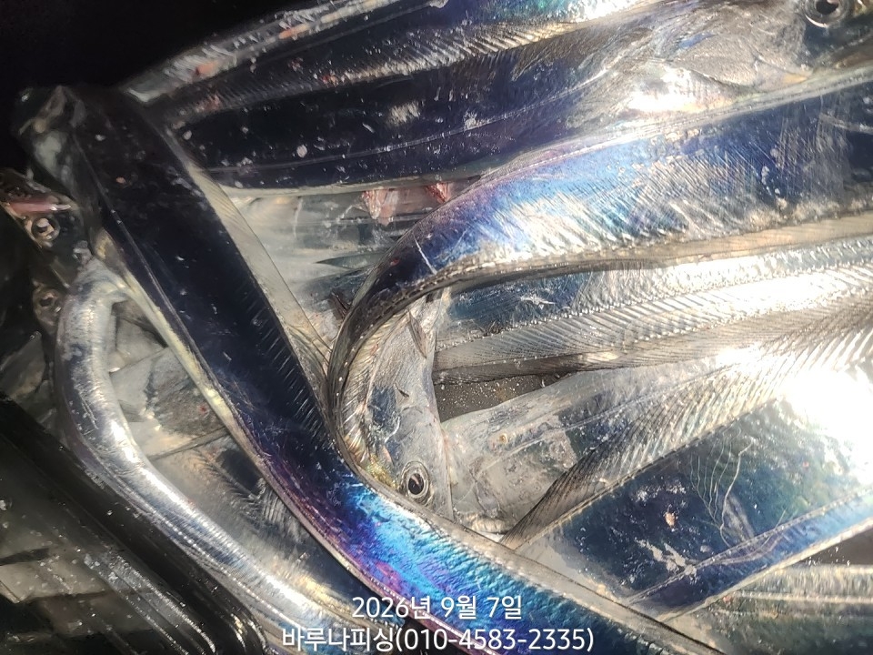 9월 6일 갈치 선상낚시 조황 현장 사진 7
