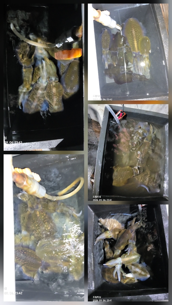 9월 7일 통영 무늬오징어 선상낚시 조황 현장 사진 2