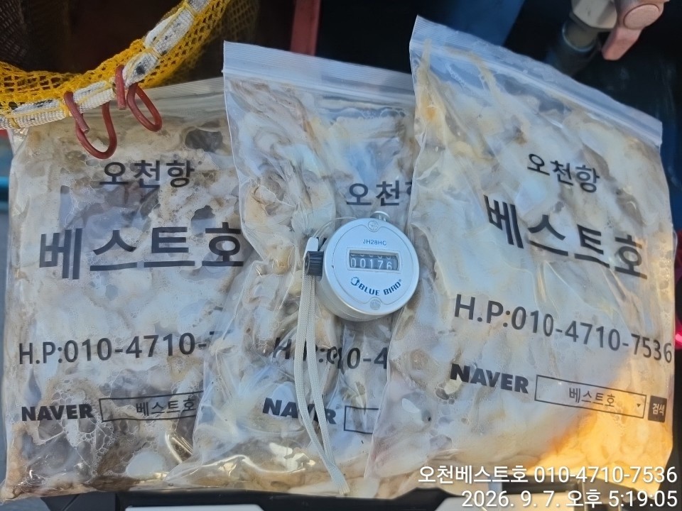 9월 7일 갑오징어 선상낚시 조황 현장 사진 16
