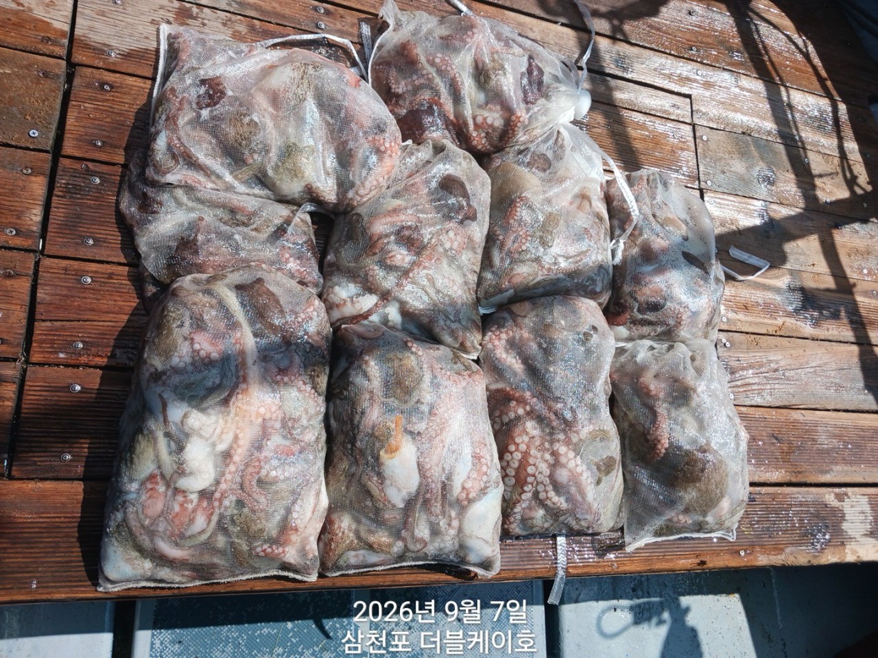 9월 7일 문어 선상낚시 조황 현장 사진 1