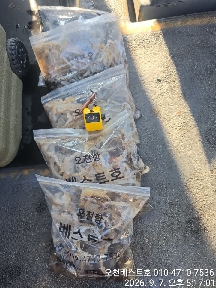 9월 7일 갑오징어 선상낚시 조황 현장 사진 12