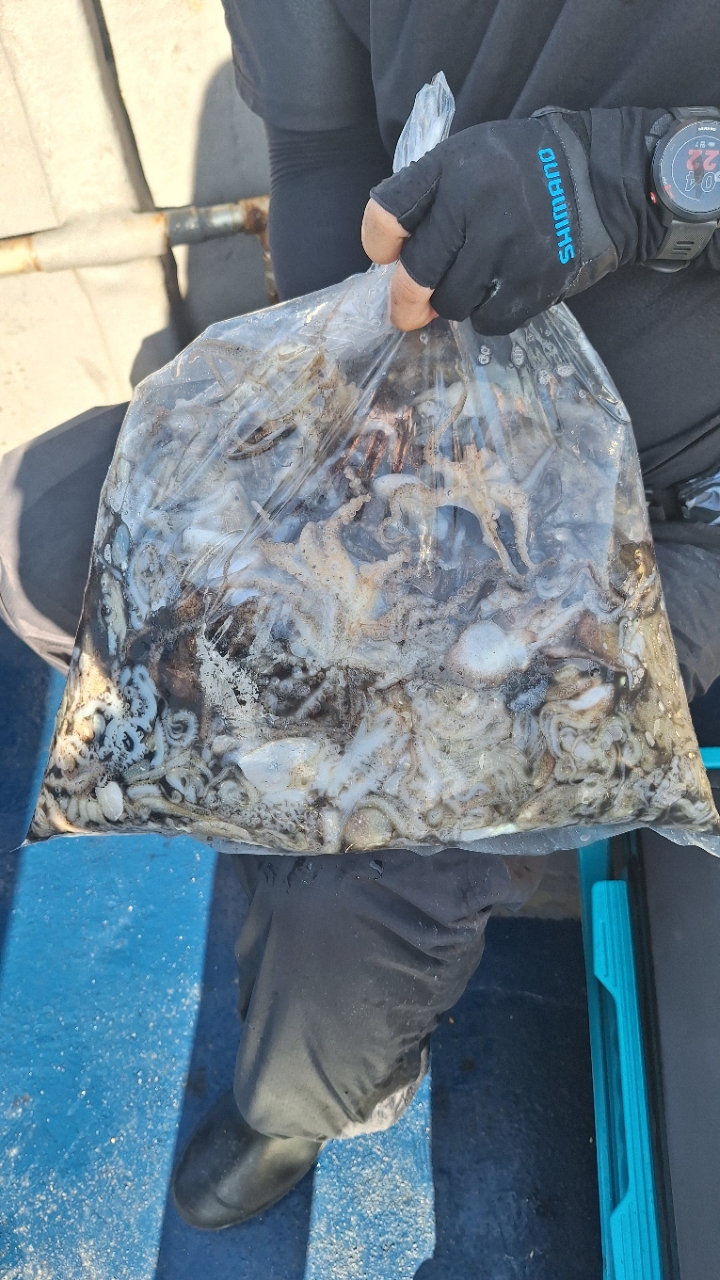 9월 7일 부산 갑오징어 선상낚시 조황 현장 사진 5