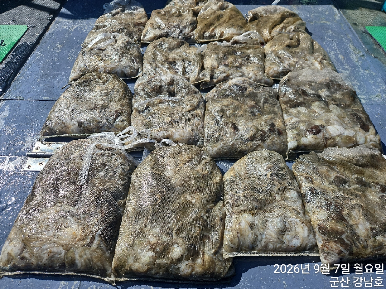 9월 7일 군산 주꾸미 선상낚시 조황 현장 사진 12