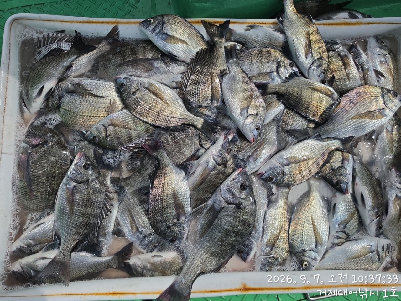����ڰ� �ø� �̹���