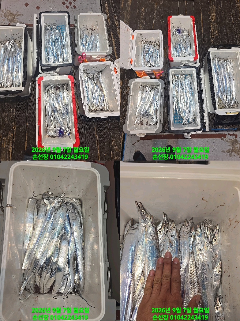 9월 7일 마산 갈치 선상낚시 조황 현장 사진 2