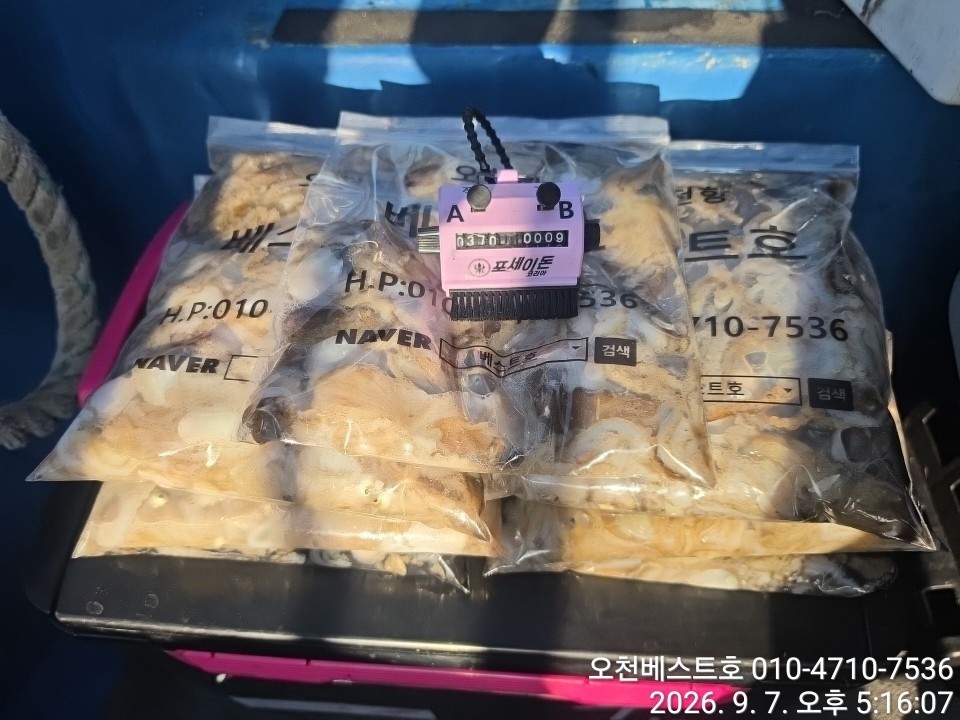 9월 7일 갑오징어 선상낚시 조황 현장 사진 1