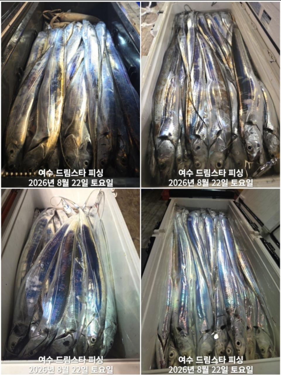 9월 7일 여수 문어 선상낚시 조황 현장 사진 7