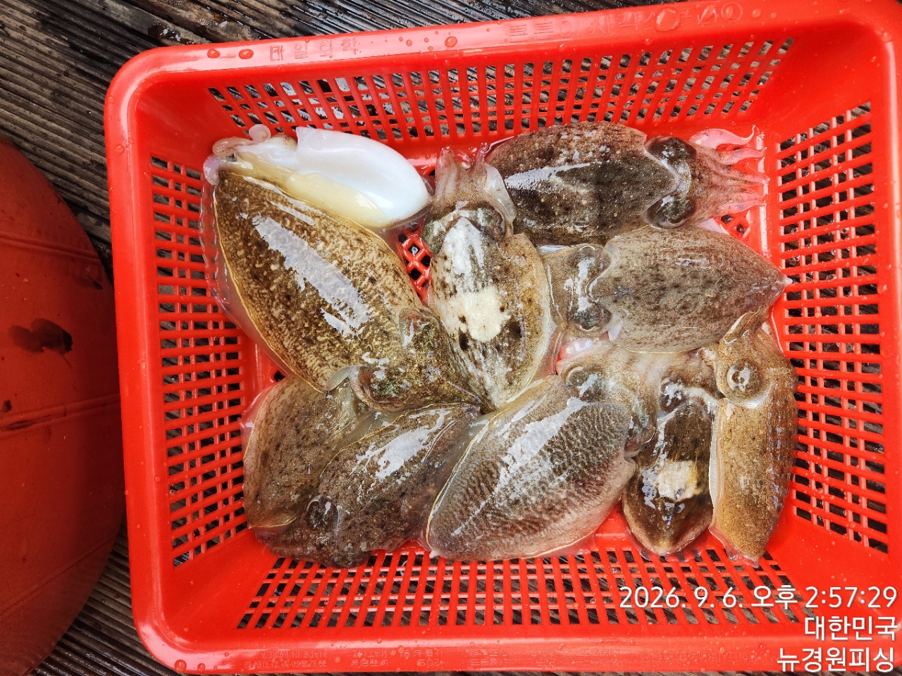 9월 7일 삼천포 갑오징어 선상낚시 조황 현장 사진 4