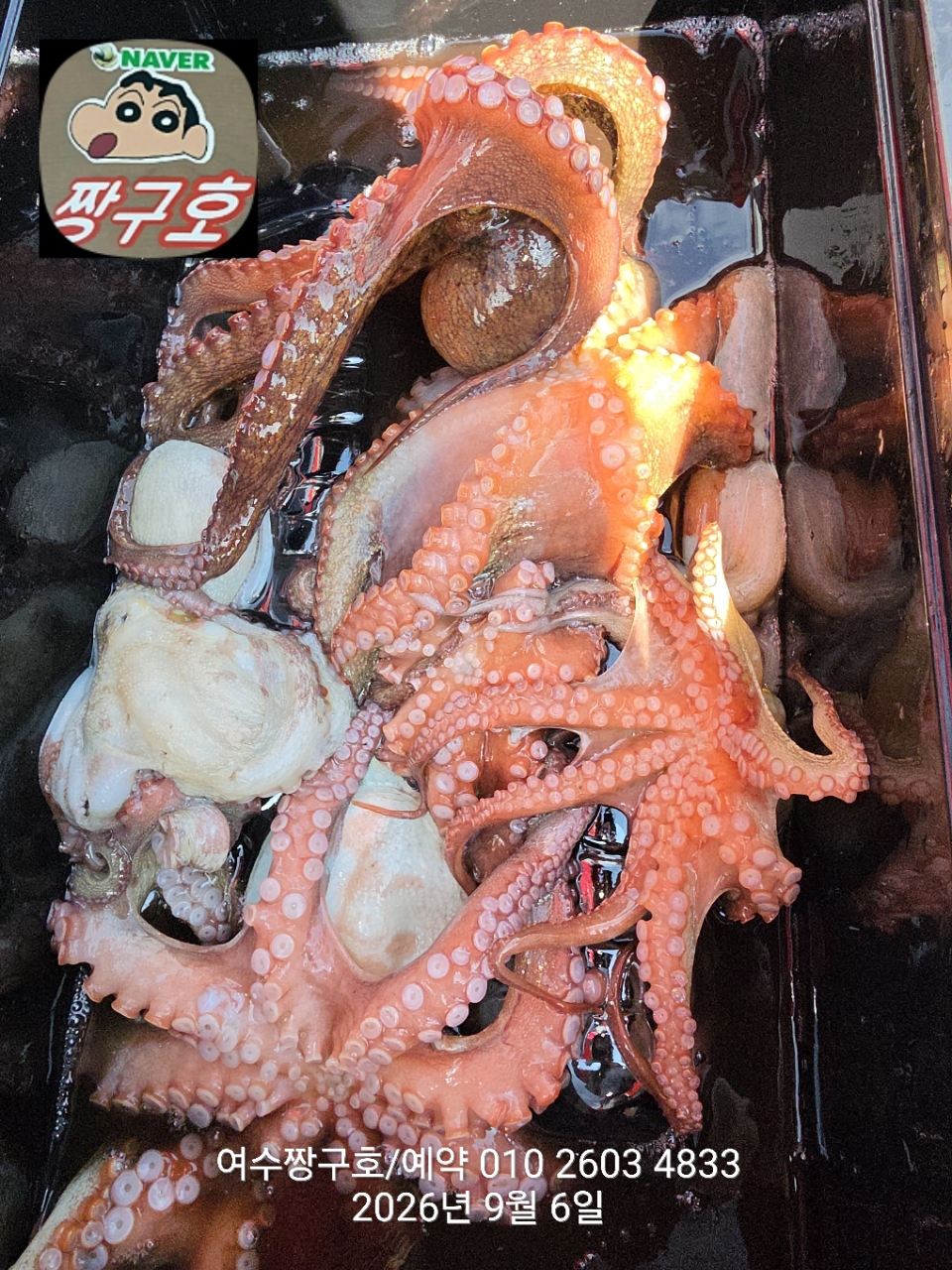 9월 6일 여수 문어 선상낚시 조황 현장 사진 7