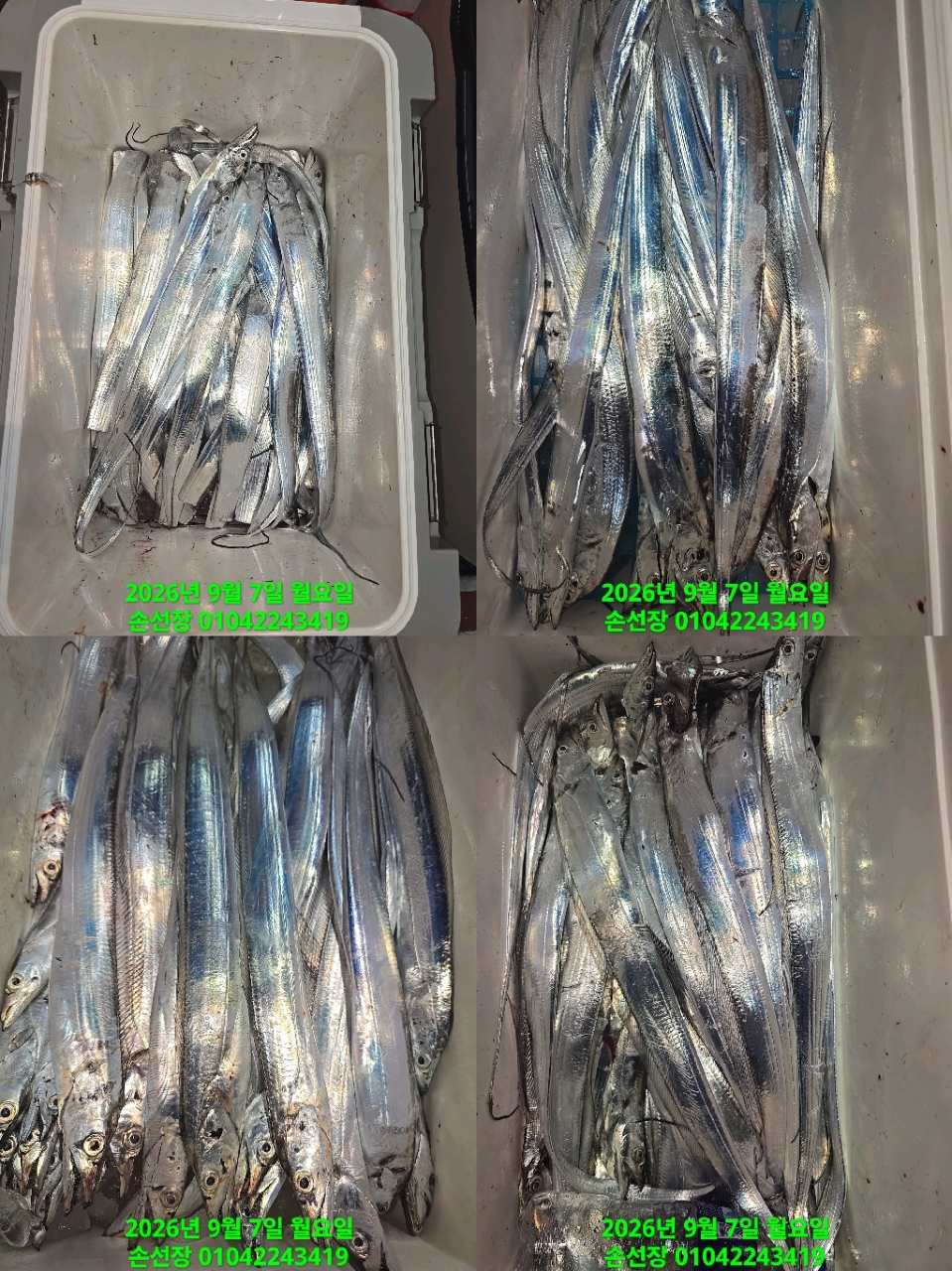 9월 7일 마산 갈치 선상낚시 조황 현장 사진 3