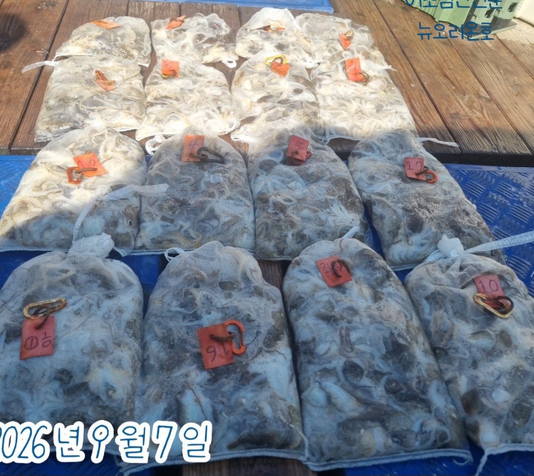 9월 7일 군산 주꾸미 선상낚시 조황 현장 사진 1