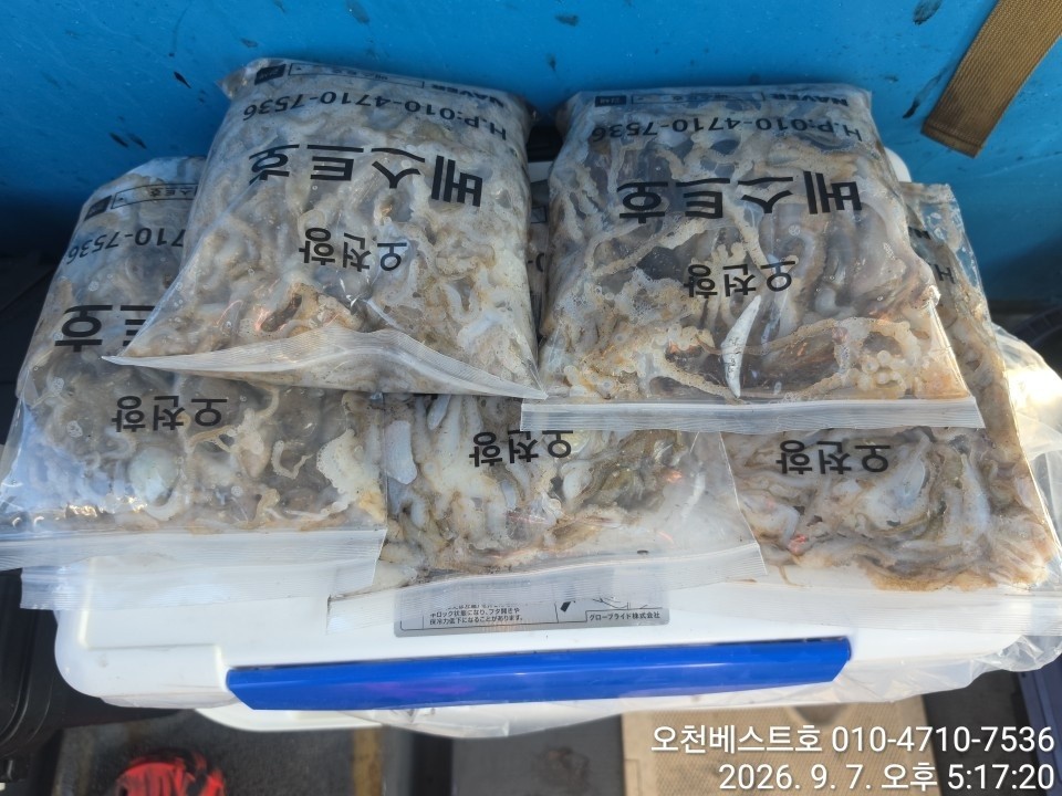 9월 7일 갑오징어 선상낚시 조황 현장 사진 4