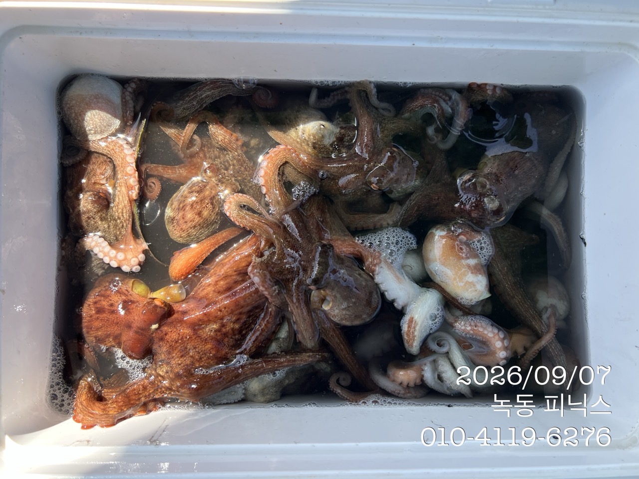9월 7일 고흥 문어 선상낚시 조황 현장 사진 1