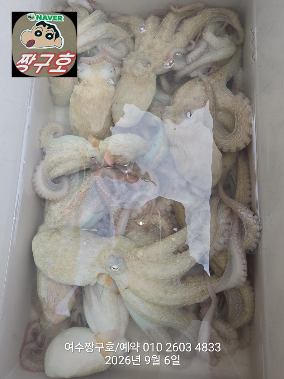 9월 6일 여수 문어 선상낚시 조황 현장 사진 9