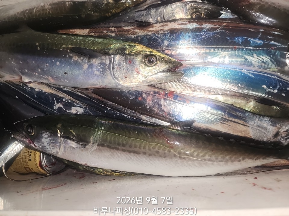 9월 6일 갈치 선상낚시 조황 현장 사진 8