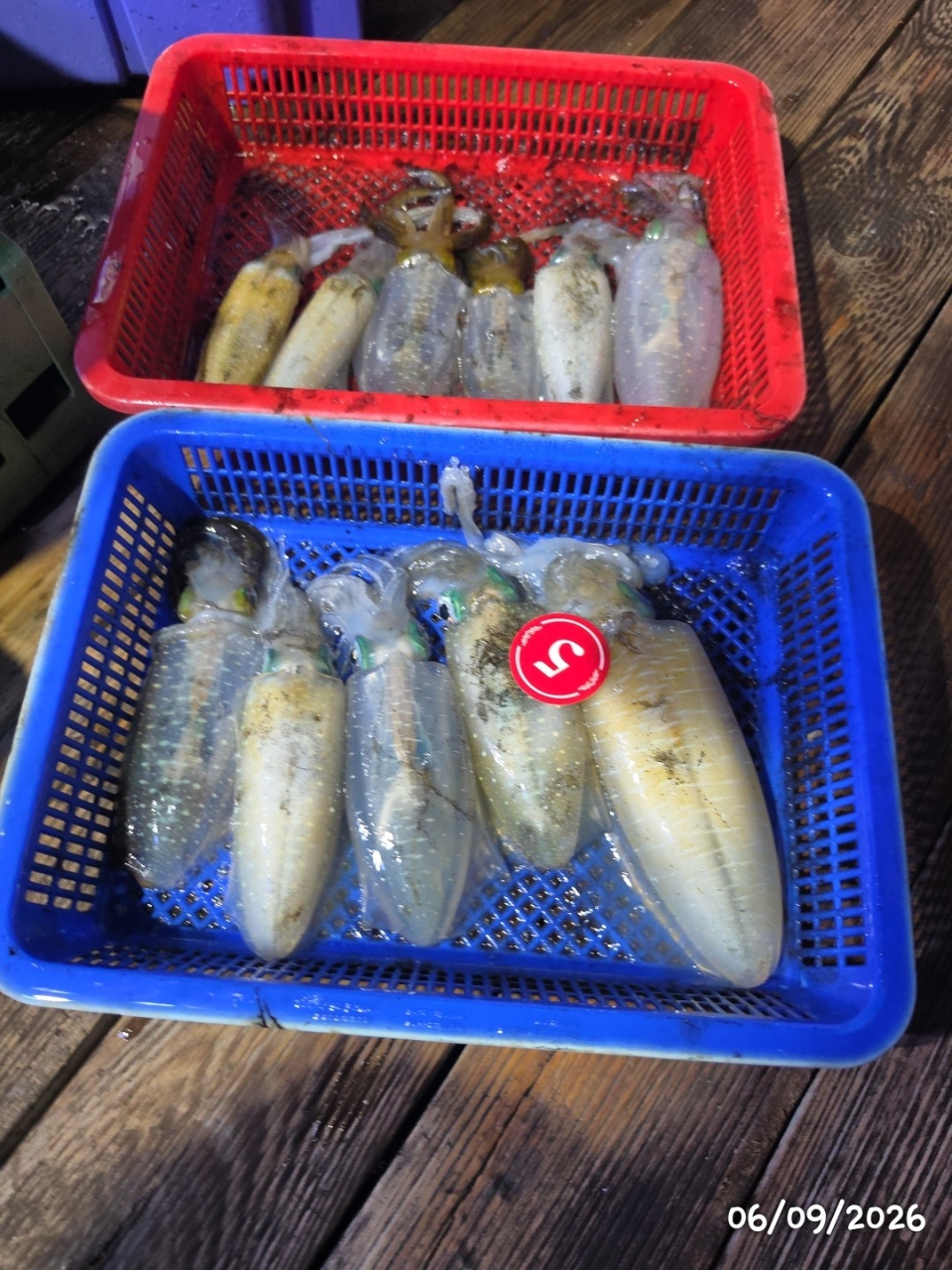 9월 7일 통영 무늬오징어 선상낚시 조황 현장 사진 14