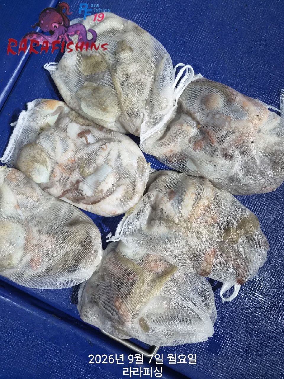 9월 7일 진해 문어 선상낚시 조황 현장 사진 9
