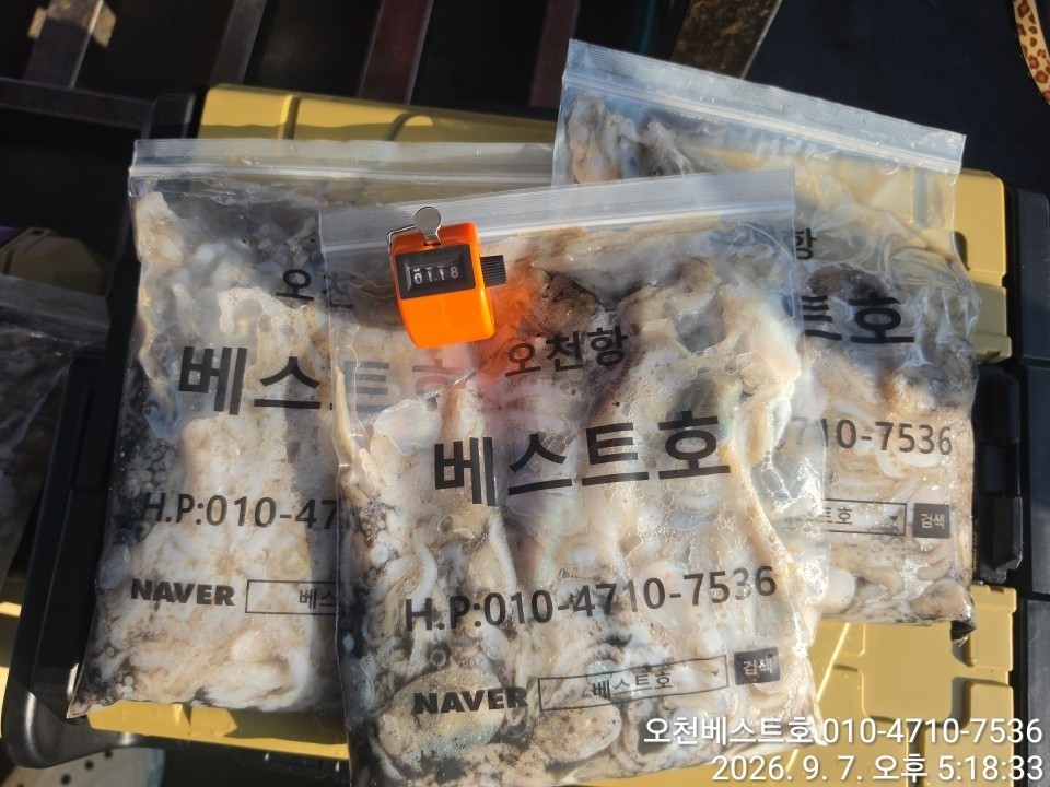 9월 7일 갑오징어 선상낚시 조황 현장 사진 14