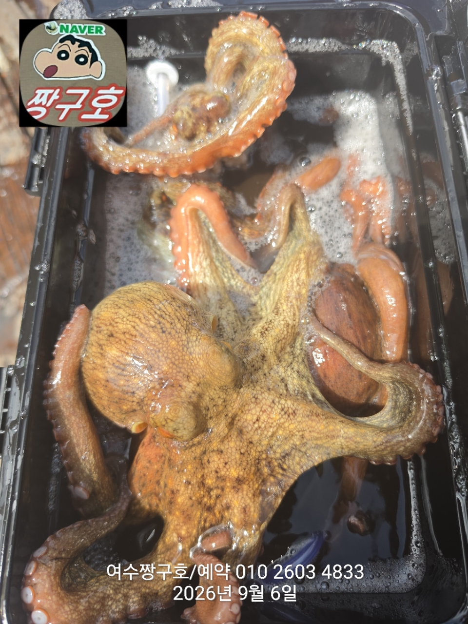 9월 6일 여수 문어 선상낚시 조황 현장 사진 21