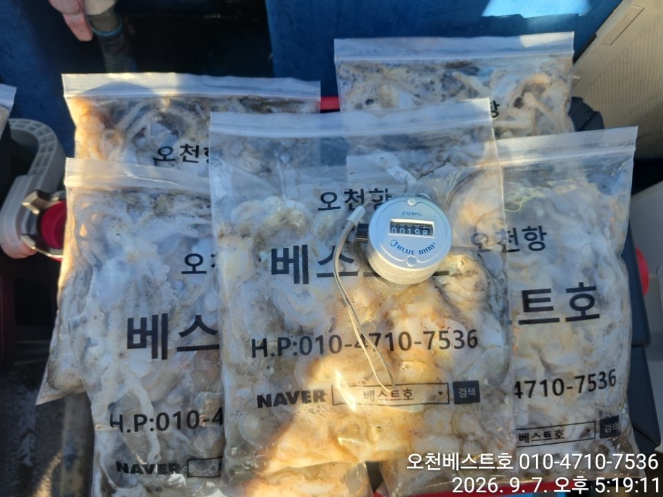 9월 7일 갑오징어 선상낚시 조황 현장 사진 17