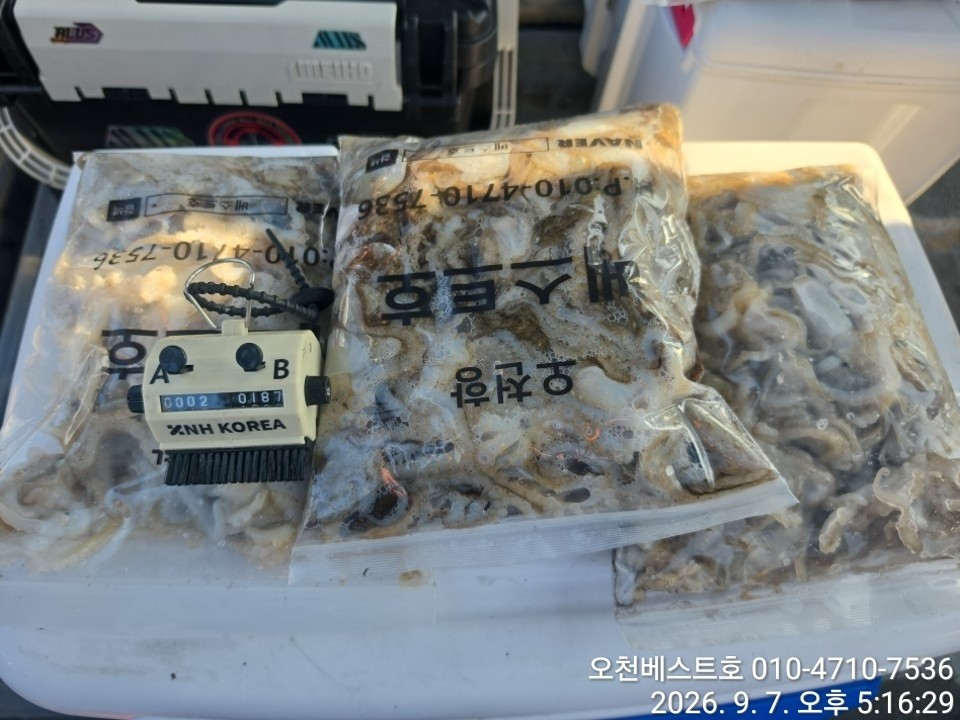 9월 7일 갑오징어 선상낚시 조황 현장 사진 10