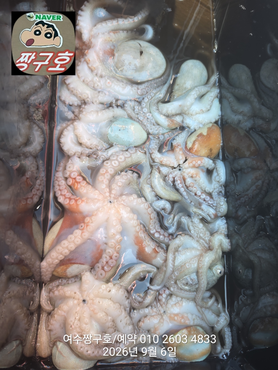 9월 6일 여수 문어 선상낚시 조황 현장 사진 20