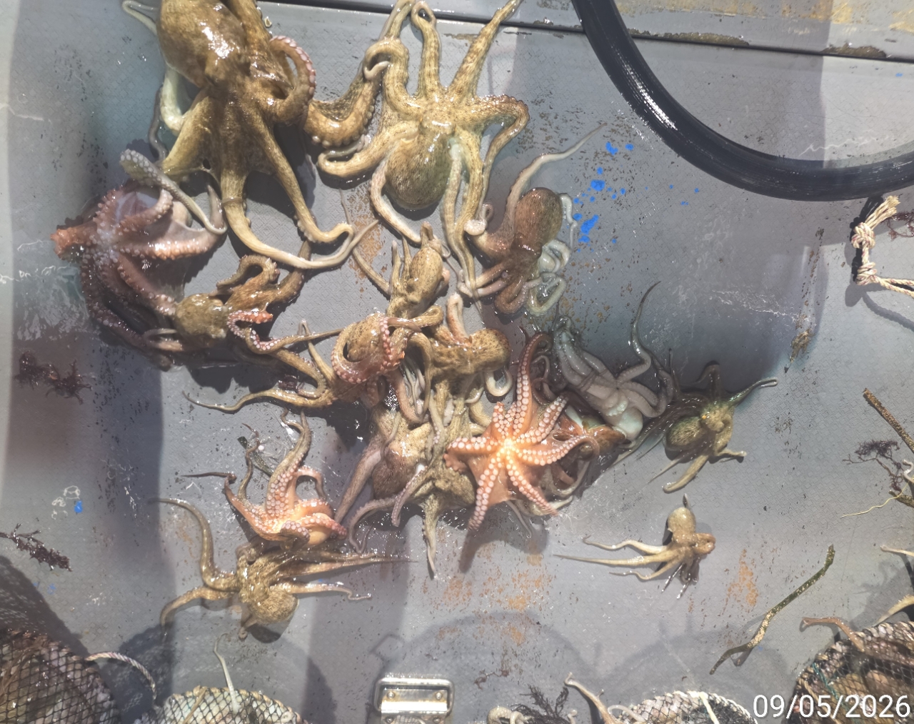 9월 7일 남해 문어 선상낚시 조황 현장 사진 6