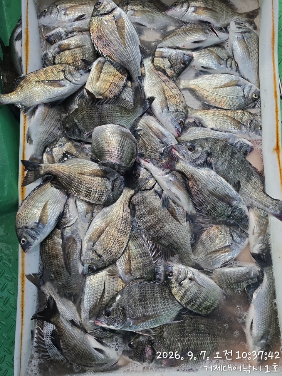 ����ڰ� �ø� �̹���