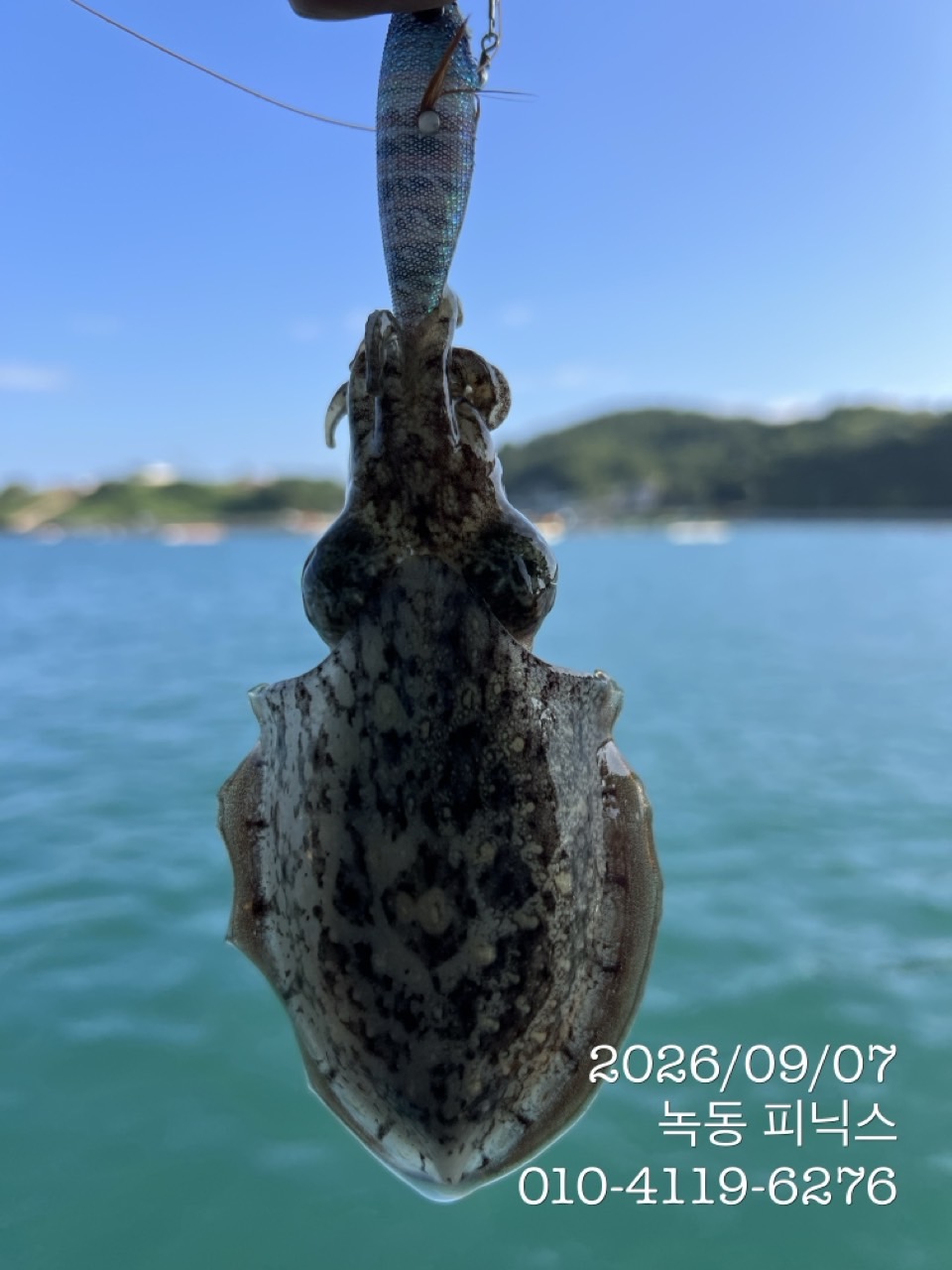 9월 7일 고흥 문어 선상낚시 조황 현장 사진 5