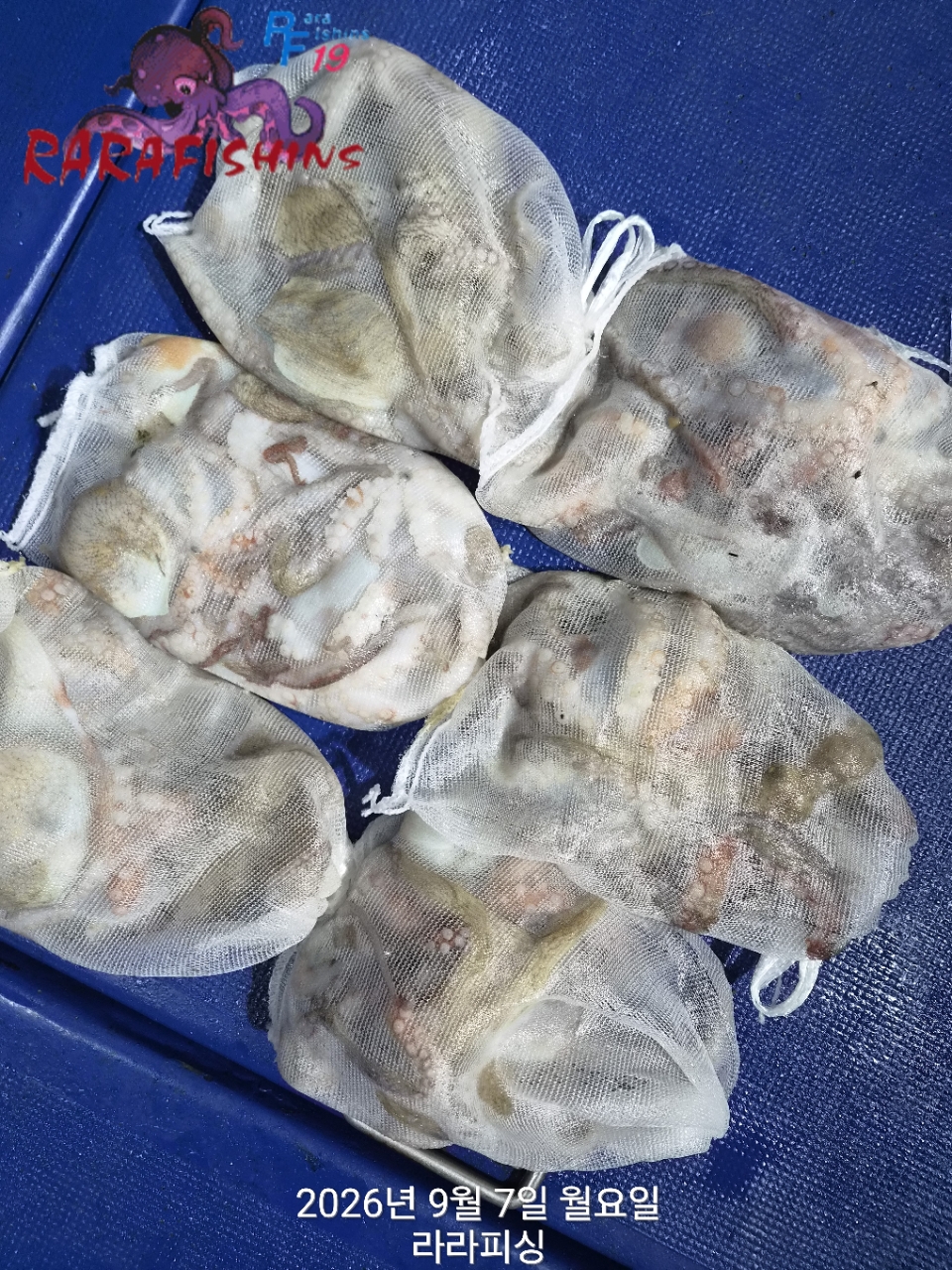 9월 7일 진해 문어 선상낚시 조황 현장 사진 10